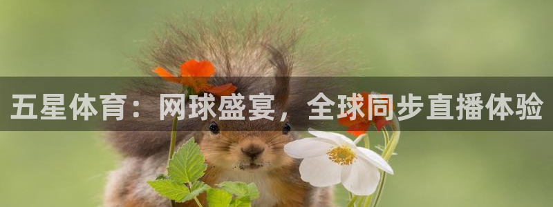 龙门直播下载：五星体育：网球盛宴，全球同步直播体验