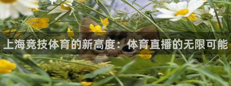 龙门视频：上海竞技体育的新高度：体育直播的无限可能